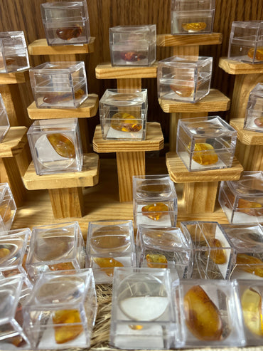 Amber with Bugs Mountain Mineral Market