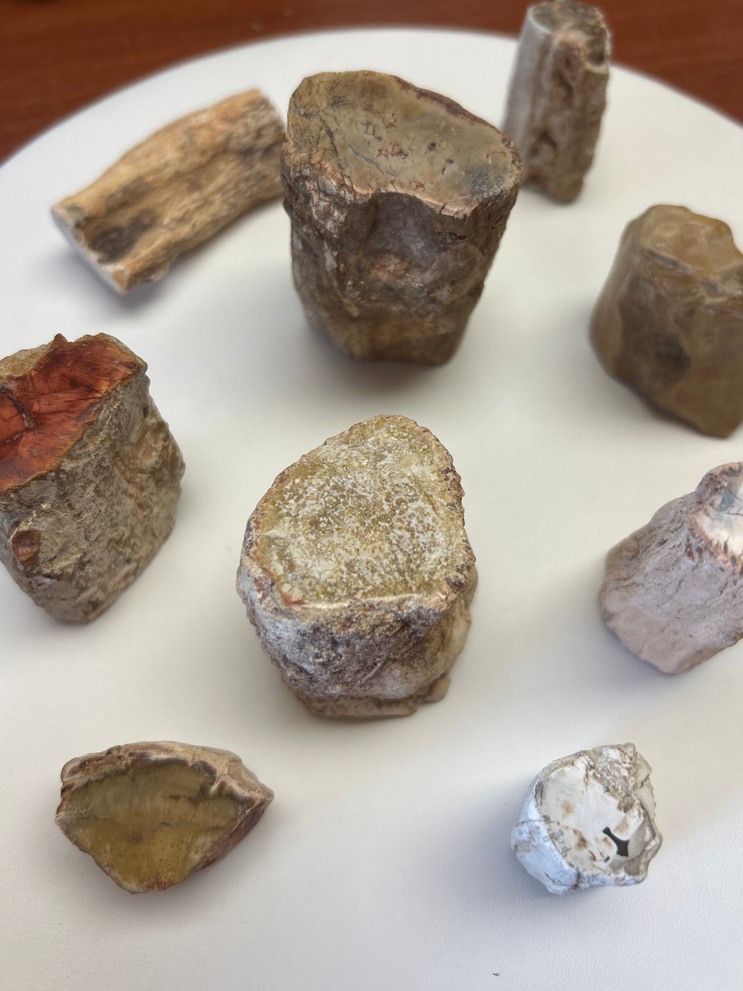 Polished Petrified Wood