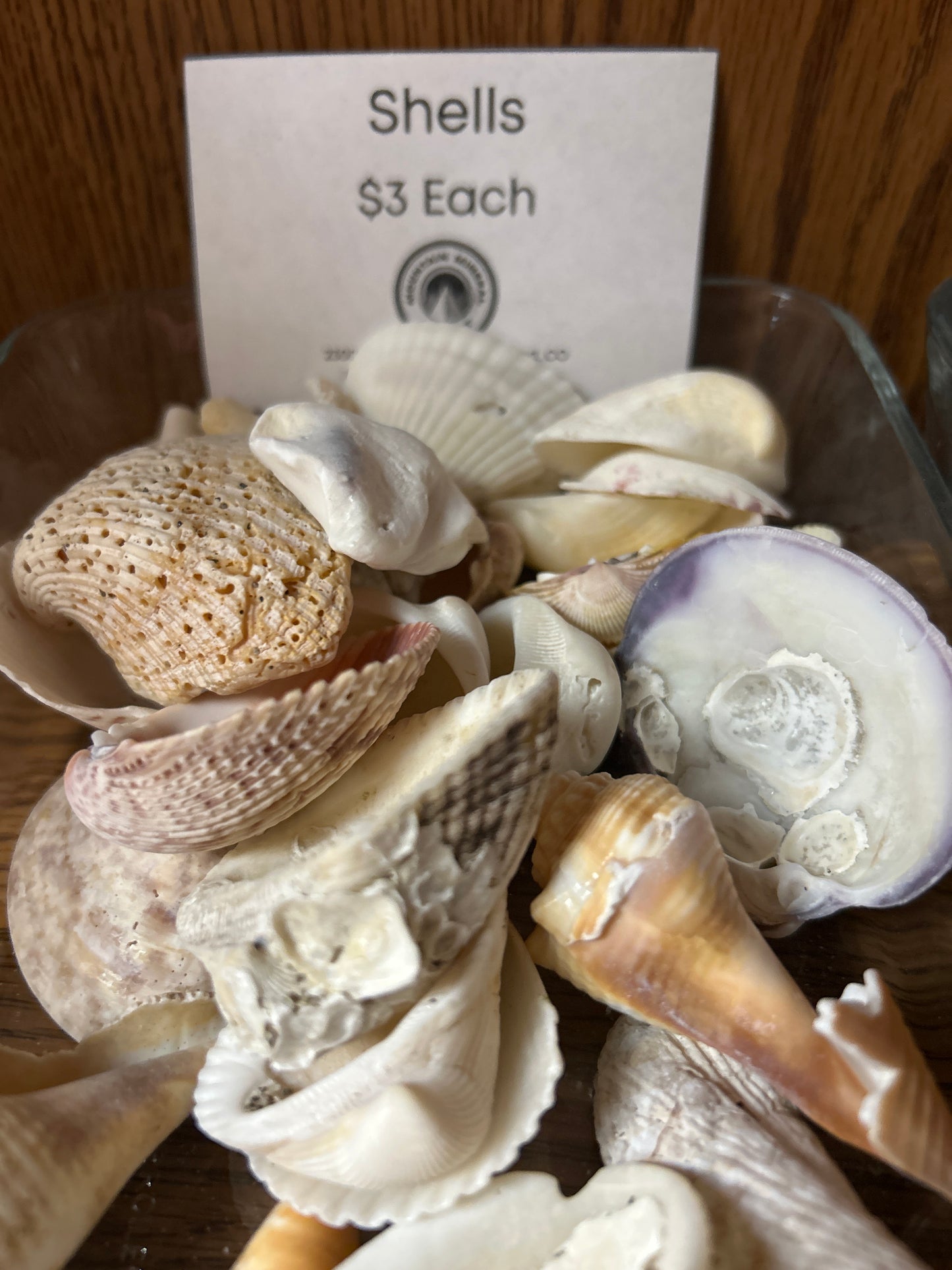 Florida Seashells