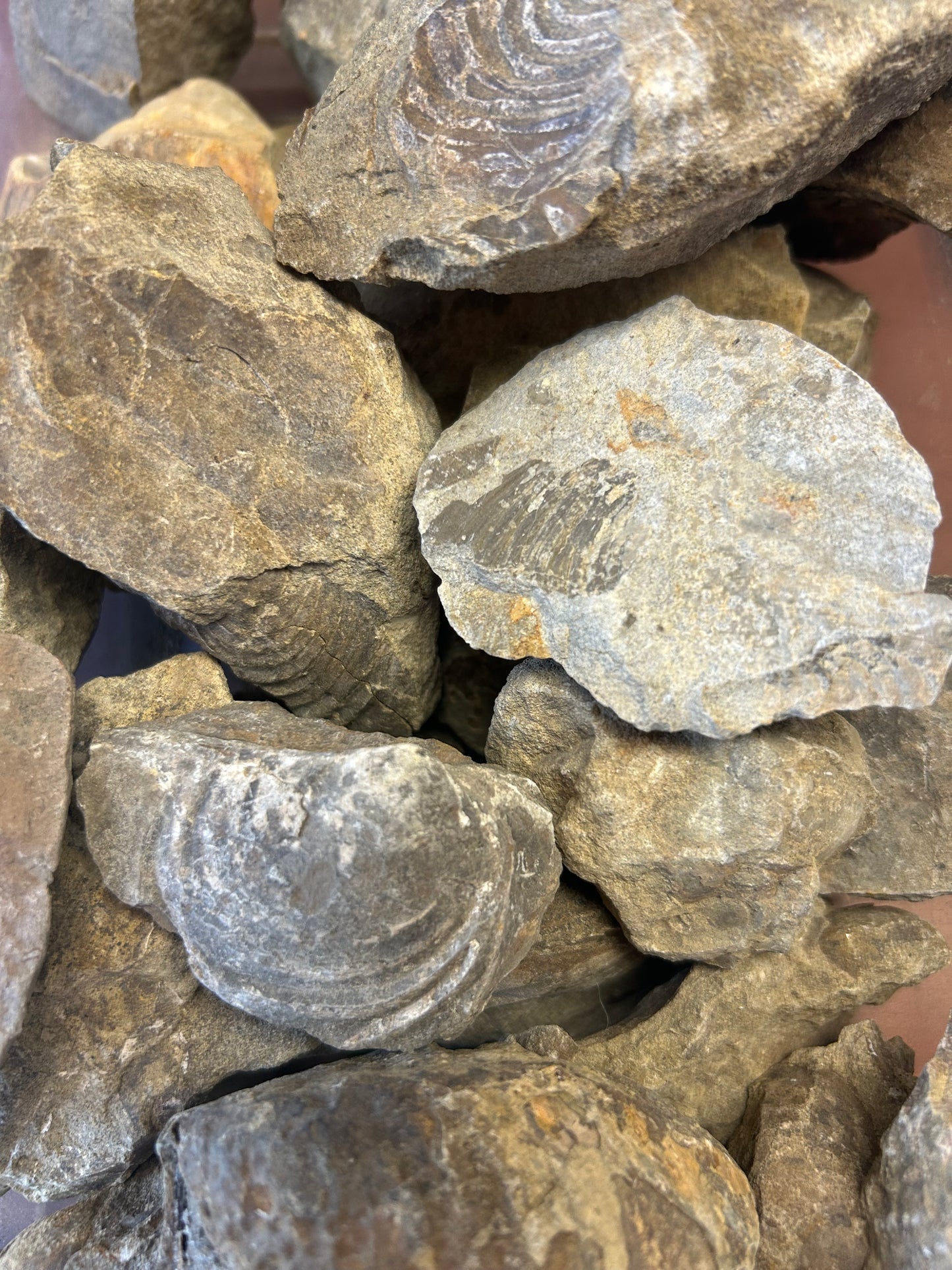 Cretaceous Inoceramus Clam Fossils