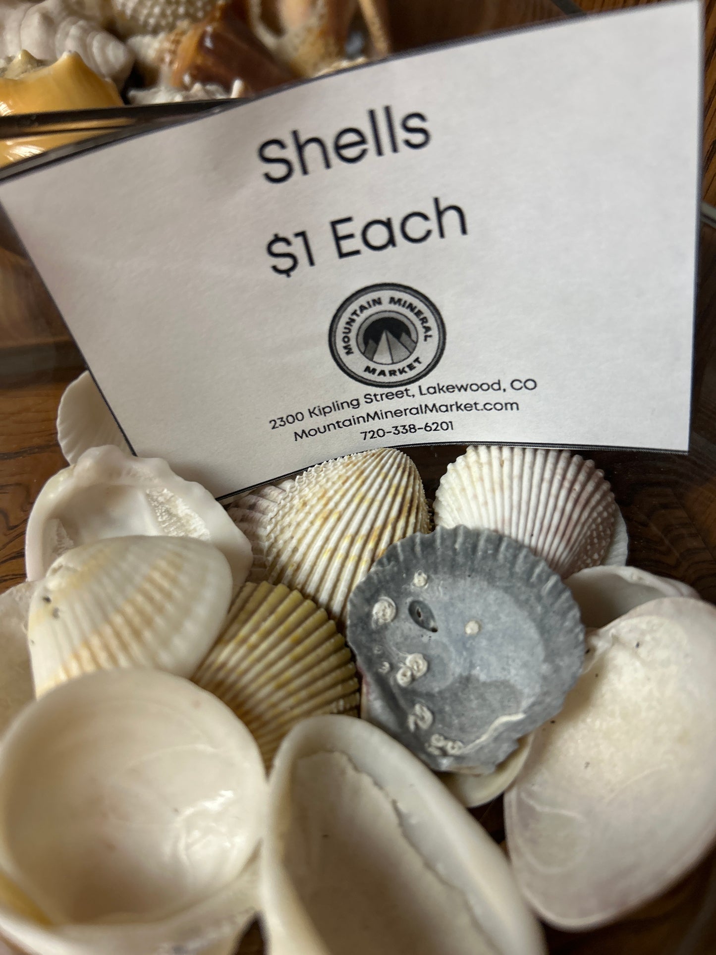 Florida Seashells