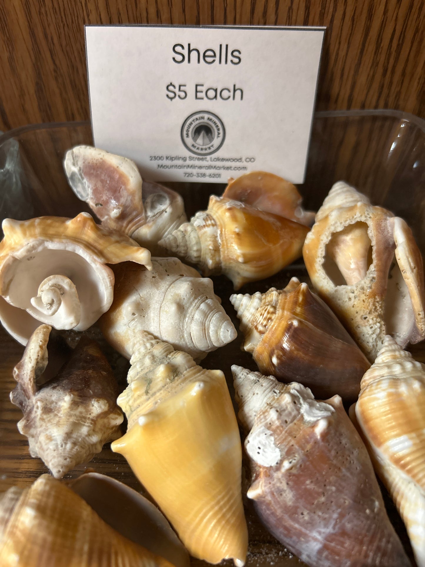 Florida Seashells