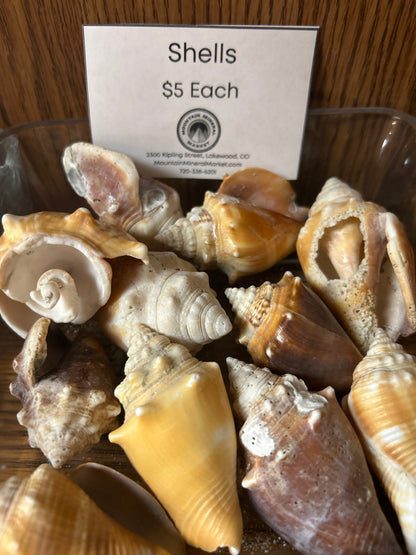 Florida Seashells