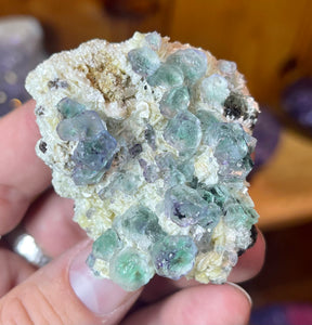 Bi Color Fluorite on yellow Muscovite