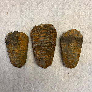 Trilobite Fossil